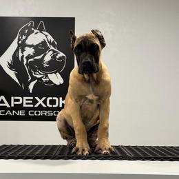 Fawn 2 - Fawn female Cane Corso puppy in Cashion, Oklahoma from APEXOK Cane Corsos