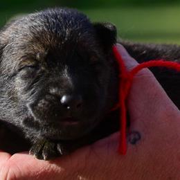 Girl 2 - Sable female German Shepherd puppy in Clarkrange, Tennessee from Vom Wolff