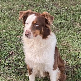Phantom - Australian Shepherd