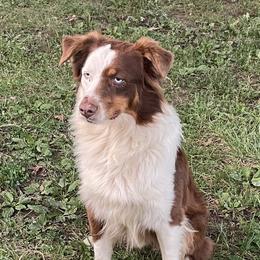 Phantom - Australian Shepherd