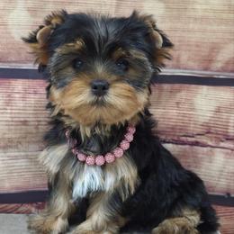 Izzy - Blue and gold female Yorkshire Terrier puppy in Monticello, Iowa from Ashley’s Puppies