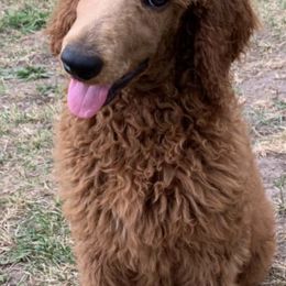 Poodles from Bella’s Red poodles