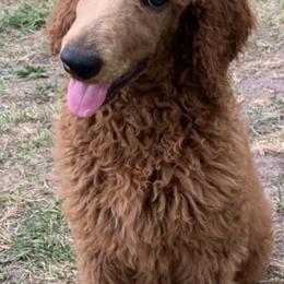 Poodles from Bella’s Red poodles