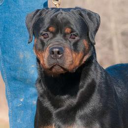 Adara - Rottweiler
