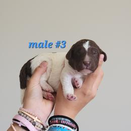 Boy 3 - male Newfypoo puppy in Shelby, Alabama from New Life Family Farm
