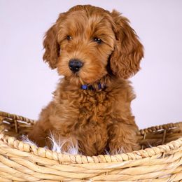 Yogi - Red Australian Labradoodle puppy in Saratoga Springs, Utah from Saratoga Springs Doodles