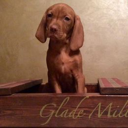 Beagle and Vizsla Puppies from Glade Mill Sporting & Hound