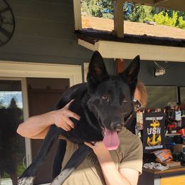 German Shepherd Puppies from Vom Cosabar