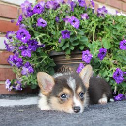 Pembroke Welsh Corgi Puppies from Salted Rim Corgis