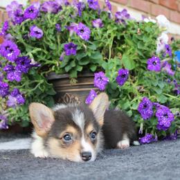 Pembroke Welsh Corgi Puppies from Salted Rim Corgis