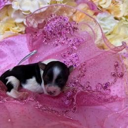 Pepper - Parti female Yorkshire Terrier puppy in Illinois from Pretty Little Yorkies