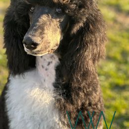 Bernedoodle and Poodle Puppies from WWBar Bernedoodles