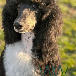 Bernedoodle and Poodle Puppies from WWBar Bernedoodles