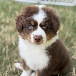 Cheddar - Red tri-color female Miniature American Shepherd puppy in Lomira, Wisconsin from Rhythmic Beat’s