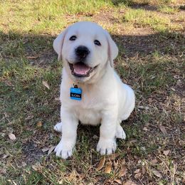 Labrador Retriever Puppies from Texas Finest English Labradors
