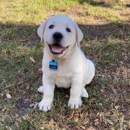 Labrador Retriever Puppies from Texas Finest English Labradors