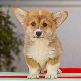 Boy 5 - Red male Pembroke Welsh Corgi puppy in Caliente, California from Rafter Cross 7