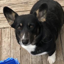 Pearl - Pembroke Welsh Corgi