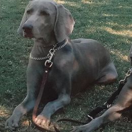 Weimaraners from Wildwood Weimaraners