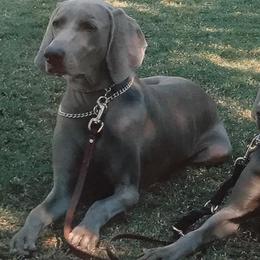 Weimaraners from Wildwood Weimaraners