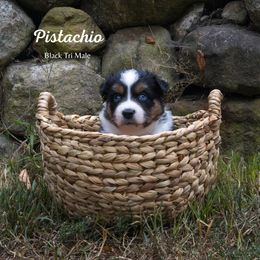 Pistachio - Black tri-color male Australian Shepherd puppy in Bristol, New Hampshire from NewFound Lake Aussies