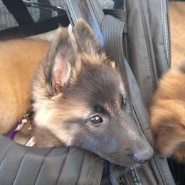 Belgian Tervuren from Sherry's Time Flies Tervurens