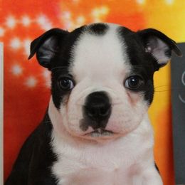 Boston Terriers from Vega Kennels
