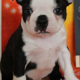 Boston Terriers from Vega Kennels