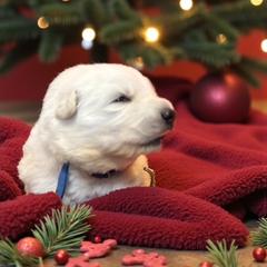 Blue collar    ( TJ Max) - White male Berger Blanc Suisse puppy in Rice Lake, Wisconsin from Windswept White Swiss Shepherds