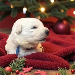 Blue collar    ( TJ Max) - White male Berger Blanc Suisse puppy in Rice Lake, Wisconsin from Windswept White Swiss Shepherds