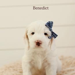 Benedict - Parti male Goldendoodle puppy in Rio Linda, California from GoldendoodlePaw