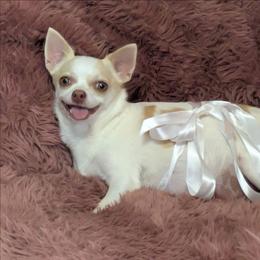 Buttercup - Chihuahua