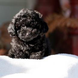 Ollie - Black male Poodle puppy in Cisco, Texas from Southern Girls Poodles