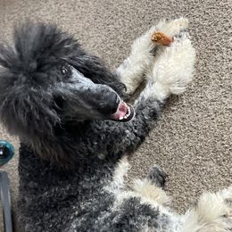 Maverick - Labradoodle