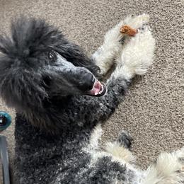 Maverick - Labradoodle