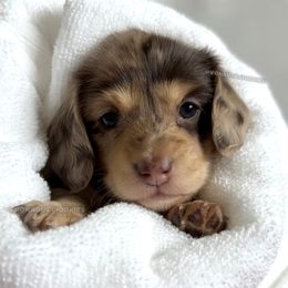 Nivea - Dapple female Dachshund puppy in Arizona from Vonaducci Doxies, LLC.