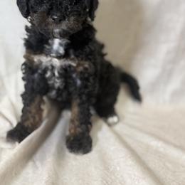 Cockapoo and Goldendoodle Puppies from Jax Doodles
