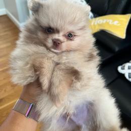 Marlin - Chocolate merle male Pomeranian puppy in Randleman, North Carolina from Luxurious Poms
