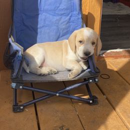 Beagle Puppies from Lead The Way Kennel LLC