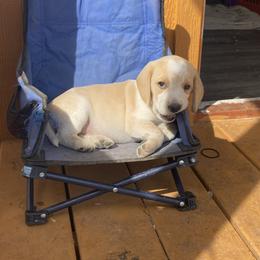 Beagle Puppies from Lead The Way Kennel LLC