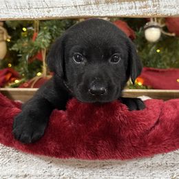 Baby Blue - Black female Labrador Retriever puppy in Kinta, Oklahoma from Beaver Creek Kennels