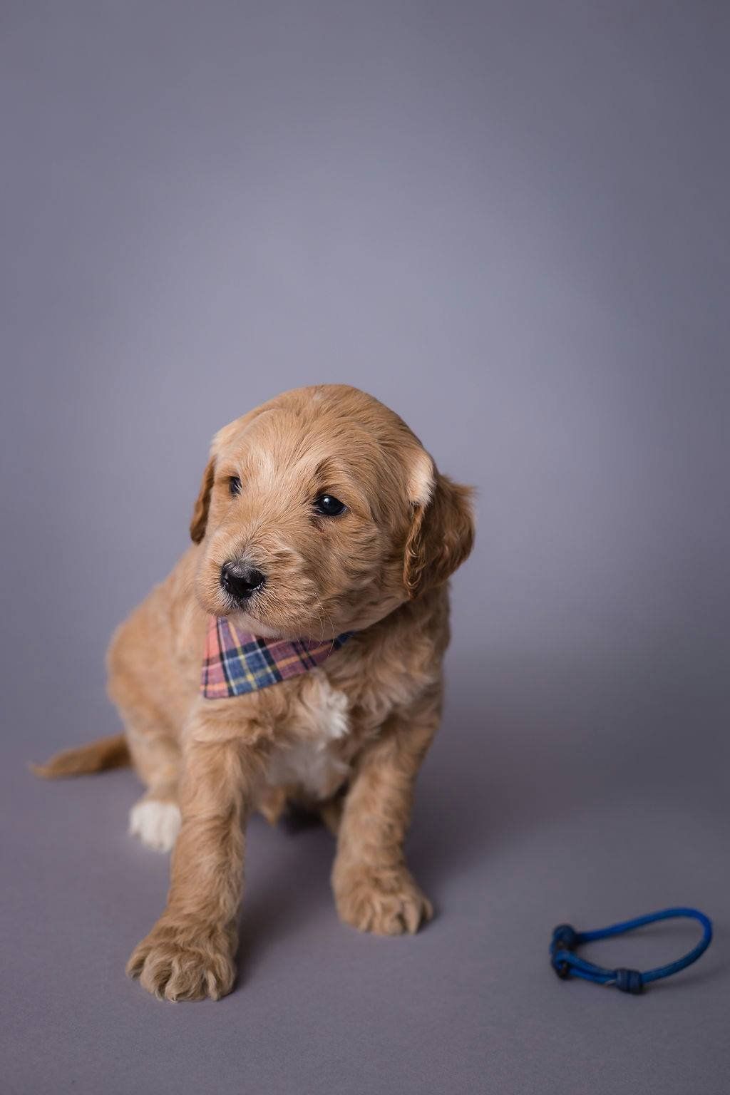 Daffodil hill australian sales labradoodles