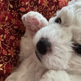 Bichon Frises from Peg's Bichons