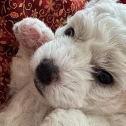 Bichon Frises from Peg's Bichons