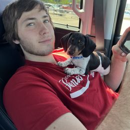 Dachshund Puppies from Starr Mini Dachshunds