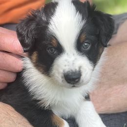 Steamboat - Black tri-color male Australian Shepherd puppy in Boulder, Colorado from J&J Aussies