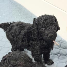 AKC Princess - Pink - Black female Poodle puppy in Baytown, Texas from Charlotte & Co. Miniature Poodles