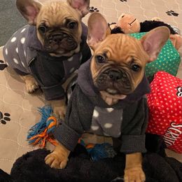 French Bulldog Puppies from Breakfast with Frenchies