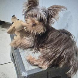 Red in the Head - Yorkshire Terrier