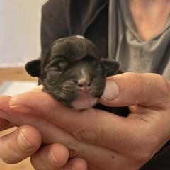 White Socks - Black and silver male Lowchen puppy in Grass Valley, California from Potrero Lowchen